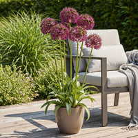 Green boutiQ - Bloembollen - Allium Miami - Kleur Paars - 15 stuks - Bolmaat 10/11 - XXL Pack