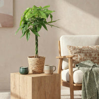 Green BoutiQ - Green is... Kamerplanten - Pachira Aquatica gevlochten stam - Geldboom - Weinig onderhoud - met mand - Groen - 1 Plant - Pot 21cm - Hoogte 80-90cm