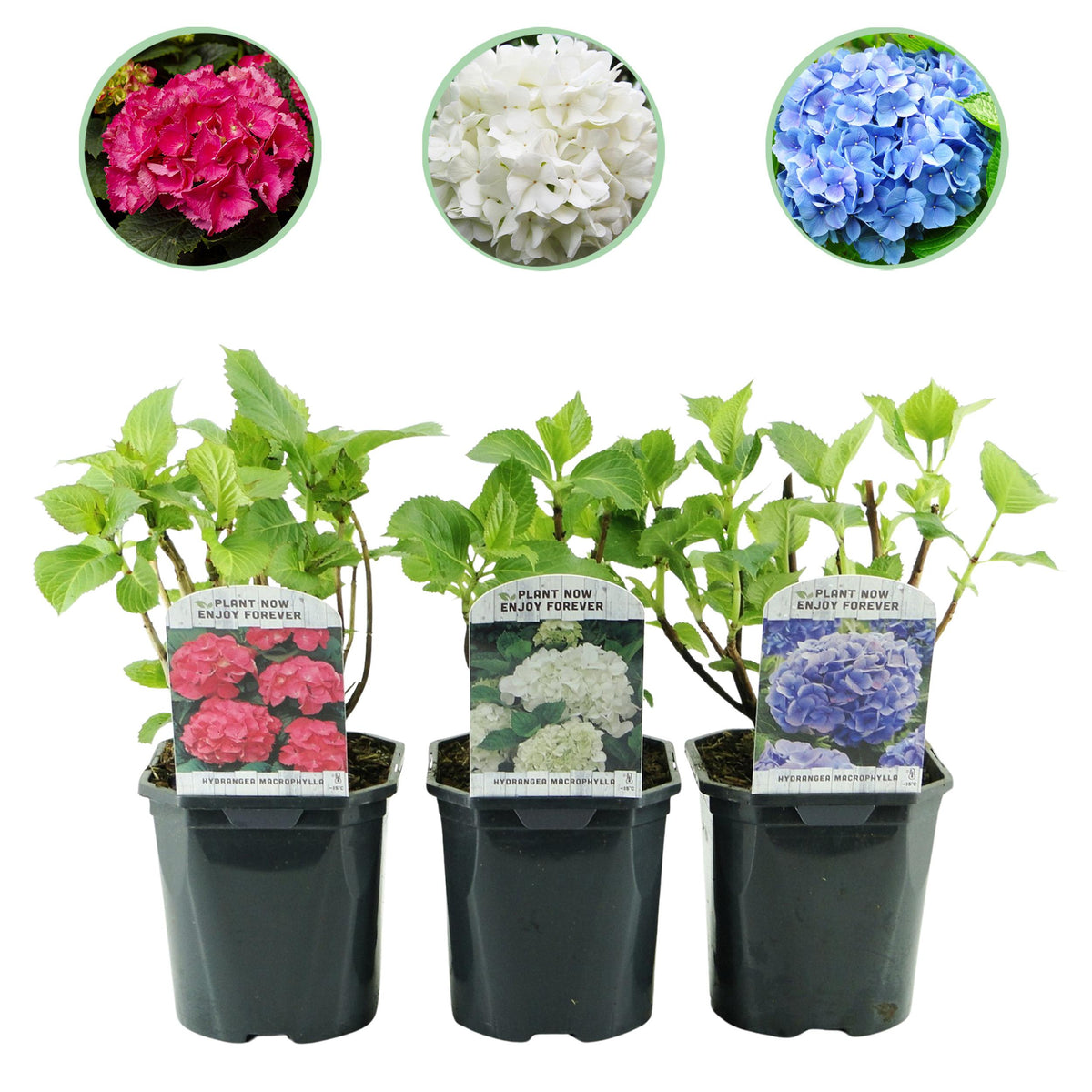 Green boutiQ - Hortensia - Hydrangea macrophylla Tricolour - Bloem Blauw, Roze en Wit  - 3 Planten - Bladverliezend - Weinig Onderhoud - Pot 17cm Hoogte 30cm