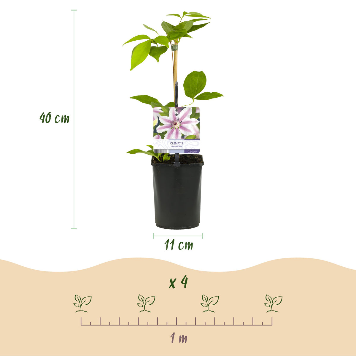 Green boutiQ - Klimplant - Clematis Nelly Moser - Bloem Roze - Weinig onderhoud -2 planten -  Pot 11cm Hoogte 40cm