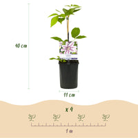 Green boutiQ - Klimplant - Clematis Nelly Moser - Bloem Roze - Weinig onderhoud -2 planten -  Pot 11cm Hoogte 40cm