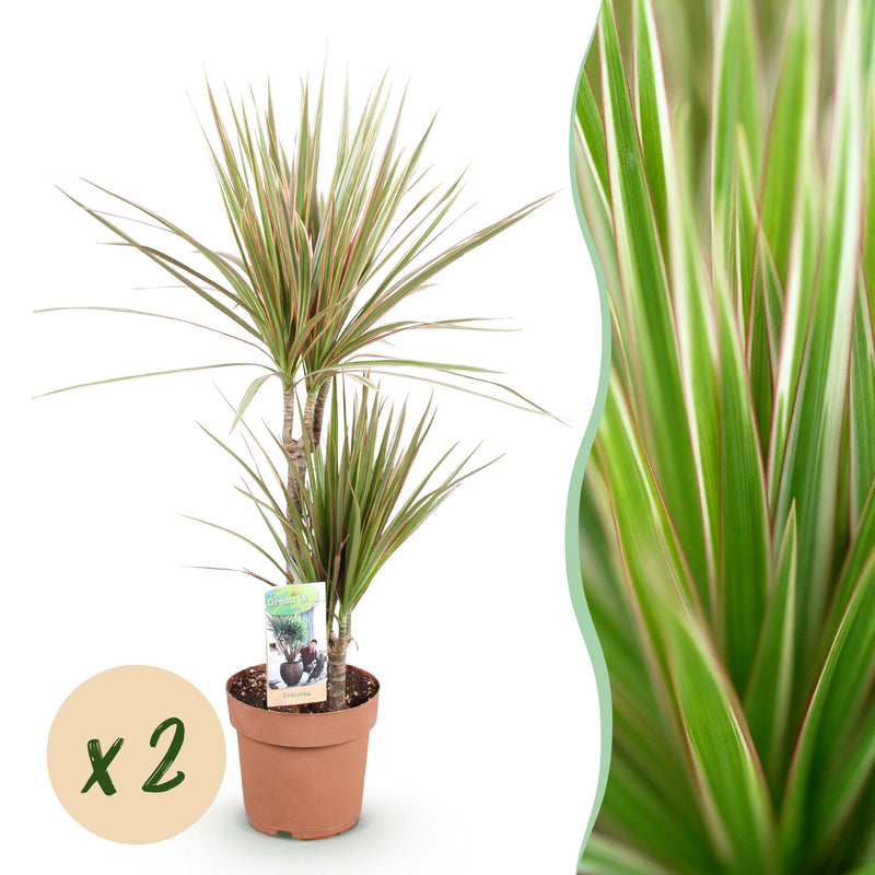 Green BoutiQ - Green is... Kamerplanten - Dracaena Marginata Bicolor - Drakenbloedboom - Weinig onderhoud - Groen - 2 Planten - Pot 17cm - Hoogte 70-75cm