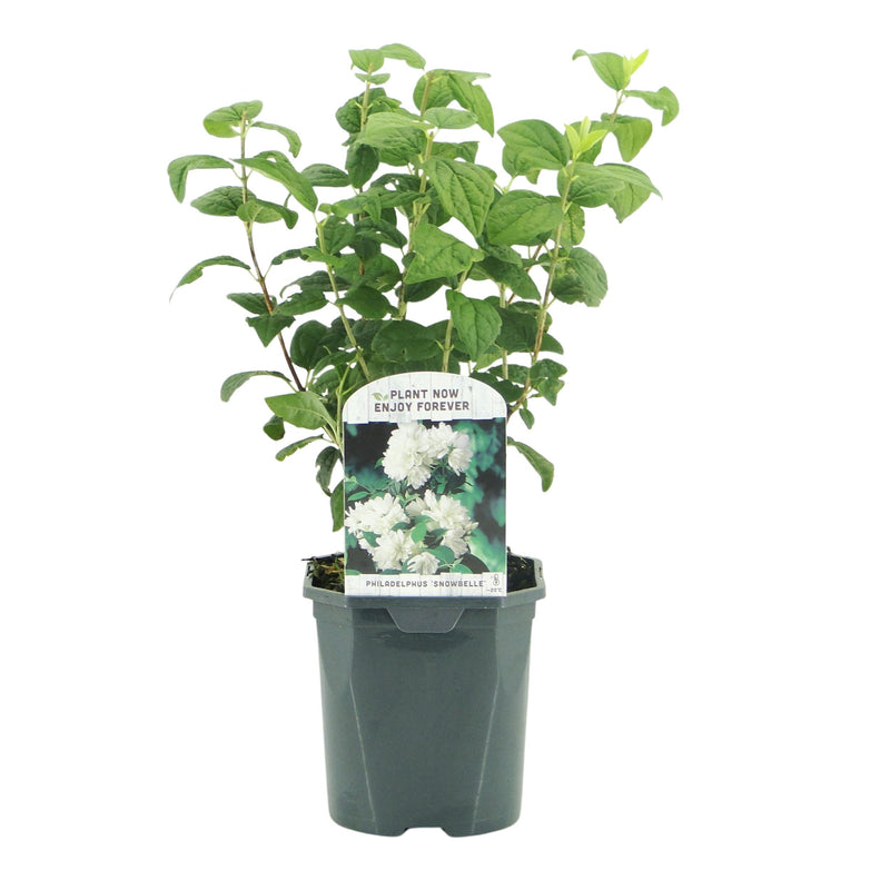 Green boutiQ - Boerenjasmijn -   Philadelphus Snowbelle - Bloem Wit - 1 Plant - Bladverliezend - Weinig Onderhoud - Pot 17cm Hoogte 45cm