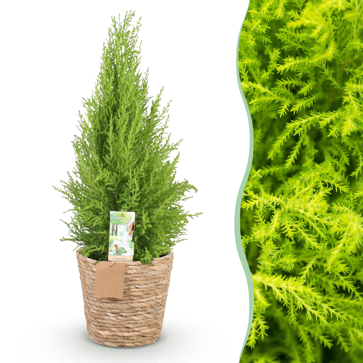 Green BoutiQ - Green is... Kamerplanten - Cupressus Gold Crest Wilma - Kamer conifeer - Weinig onderhoud - met mand - Groen - 1 Plant - Pot 21cm - Hoogte 85-95cm