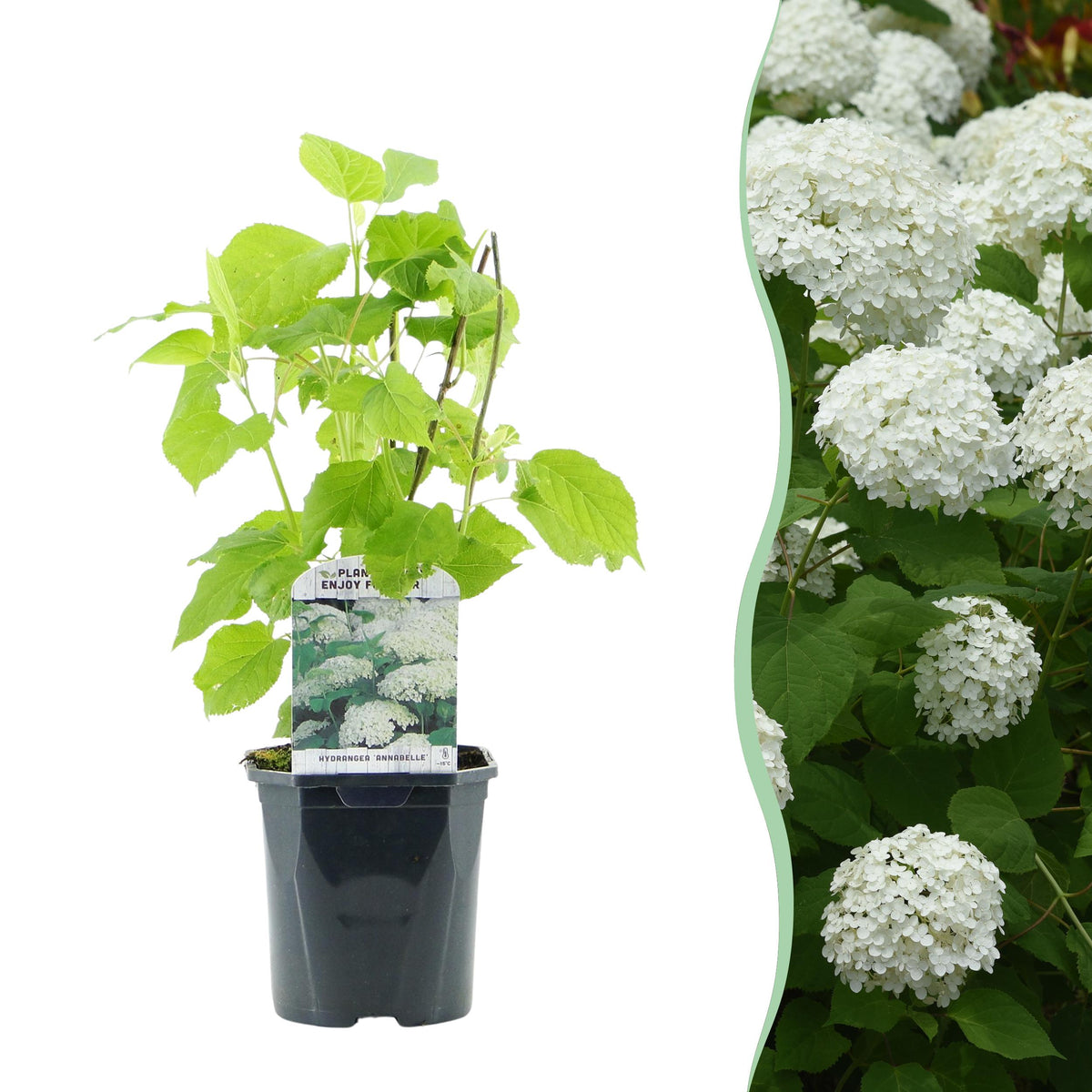 Green boutiQ - Pluim Hortensia - Hydrangea arborescens Annabelle - Bloem Wit - 1 Plant - Bladverliezend - Grote Bloemen - Pot 17cm Hoogte 50cm