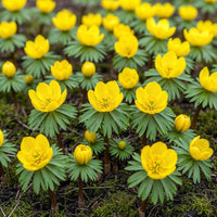 Green boutiQ - Bloembollen - Eranthis Cilicica - Kleur Geel - 25 stuks - Bolmaat 4/5 - XXL Pack