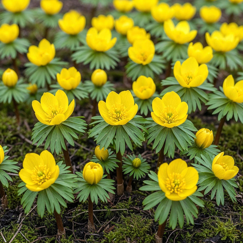 Green boutiQ - Bloembollen - Eranthis Cilicica - Kleur Geel - 25 stuks - Bolmaat 4/5 - XXL Pack