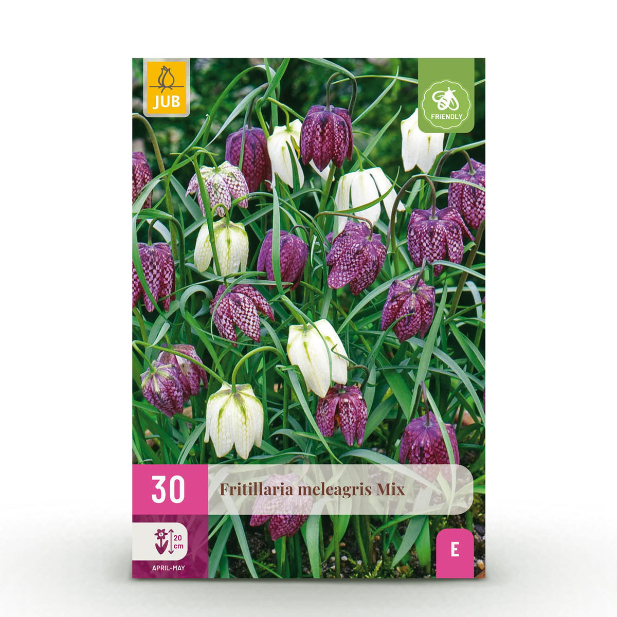 Green boutiQ - Bloembollen - Fritillaria Meleagris Mix - Kleur Paars en Wit - 30 stuks - Bolmaat 6/7 - XXL Pack