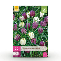 Green boutiQ - Bloembollen - Fritillaria Meleagris Mix - Kleur Paars en Wit - 30 stuks - Bolmaat 6/7 - XXL Pack