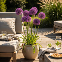 Green boutiQ - Bloembollen - Allium Purple Sensation - Kleur Paars - 15 stuks - Bolmaat 10/12 - XXL Pack