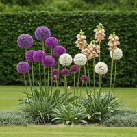 Green boutiQ - Bloembollen - Bulb Garden Allium mix - Diversen Kleuren - 80 stuks - Gift Verpakking