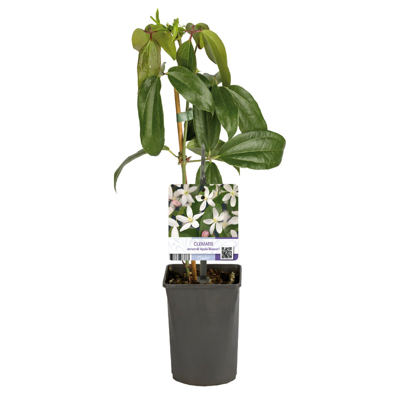 Green boutiQ - Klimplant - Clematis armandii Apple Blossom - Bloem Roze - Groenblijvend - Weinig onderhoud - 1 Plant pot 11cm Hoogte 40cm