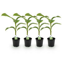 Green boutiQ - Fruitplant - Bananen plant - Musa Basjoo - Winterhard - 4 planten - Pot 17cm Hoogte 40cm