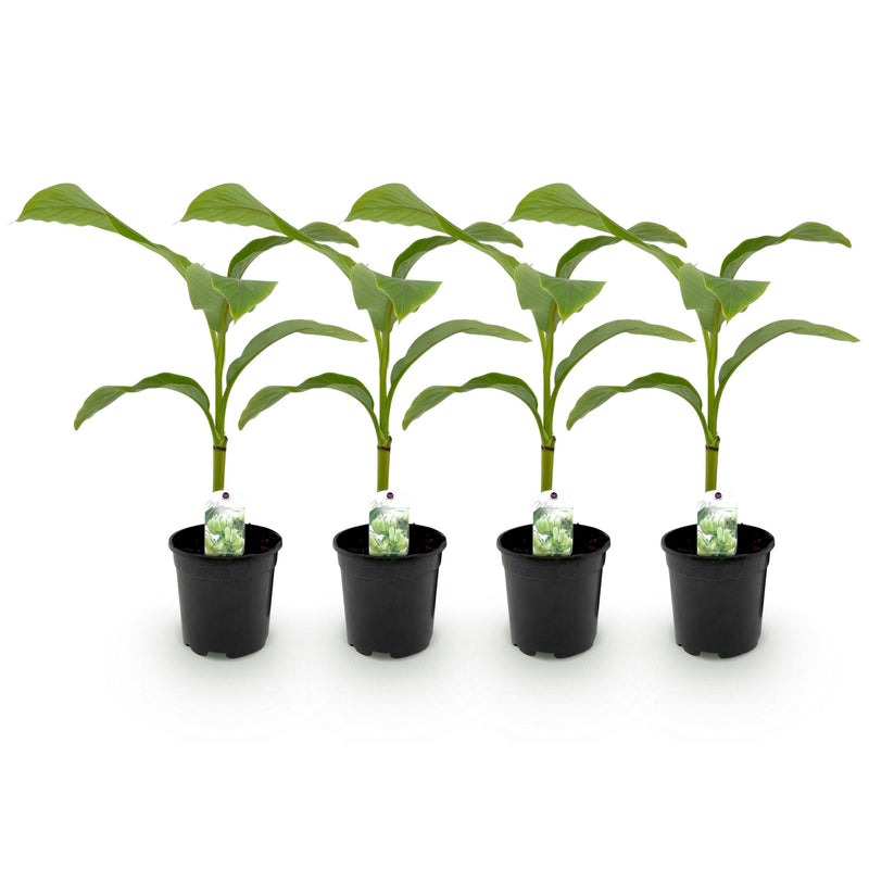 Green boutiQ - Fruitplant - Bananen plant - Musa Basjoo - Winterhard - 4 planten - Pot 17cm Hoogte 40cm