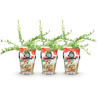 Green boutiQ - Fruitplanten - Blauwe Bes - Vaccinium macrophylla Early Black - Winterhard - 3 Planten - Pot 9 cm - Donker Rode  Bes
