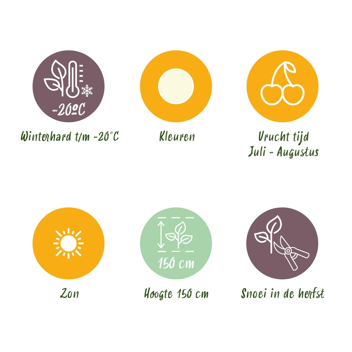 Green boutiQ - Fruitplanten - Wiite Bes - Ribes rubrum Witte Hollander - Winterhard - 3 Planten - Pot 9 cm - Witte Bes