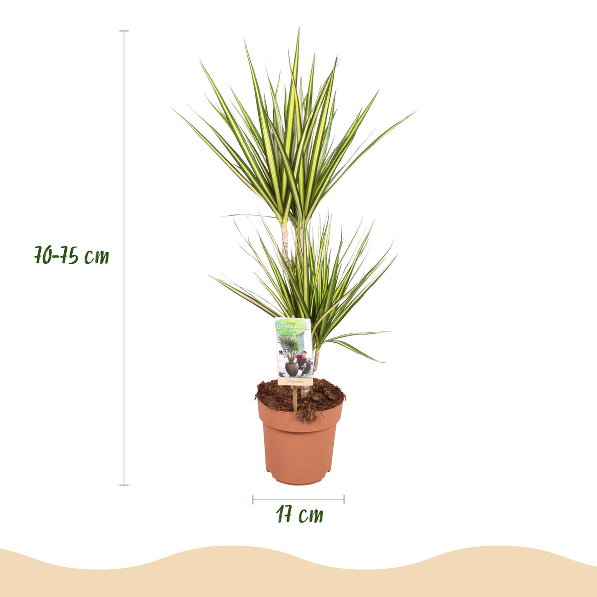 Green BoutiQ - Green is... Kamerplanten - Dracaena Sunray - Drakenbloedboom - Weinig onderhoud - Groen - 2 Planten - Pot 17cm - Hoogte 70-75cm