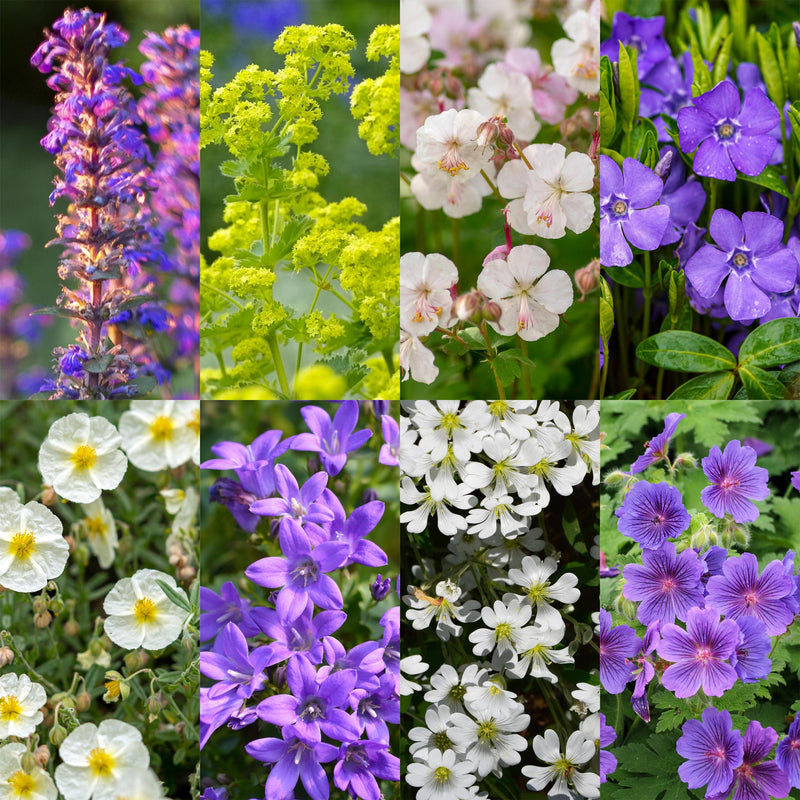 Green boutiQ - Borderpakket - Bodembedekkend - 24 Vaste planten - 3 m2 - Diversen kleuren - Weinig Onderhoud - Pot 11cm