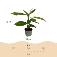 Green boutiQ - Tuinplant - Magnolia