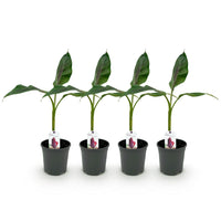 Green boutiQ - Fruitplant - Bananen plant - Musa sikkemensis Red Tiger - Winterhard - 4 planten - Pot 17cm Hoogte 40cm