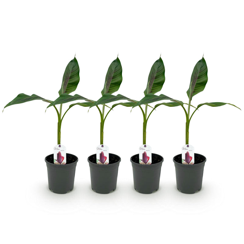 Green boutiQ - Fruitplant - Bananen plant - Musa sikkemensis Red Tiger - Winterhard - 4 planten - Pot 17cm Hoogte 40cm