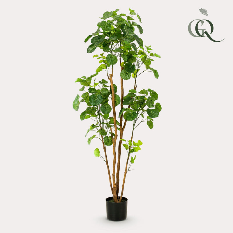 Polyscias - Aralia - 160 cm - kunstpflanze