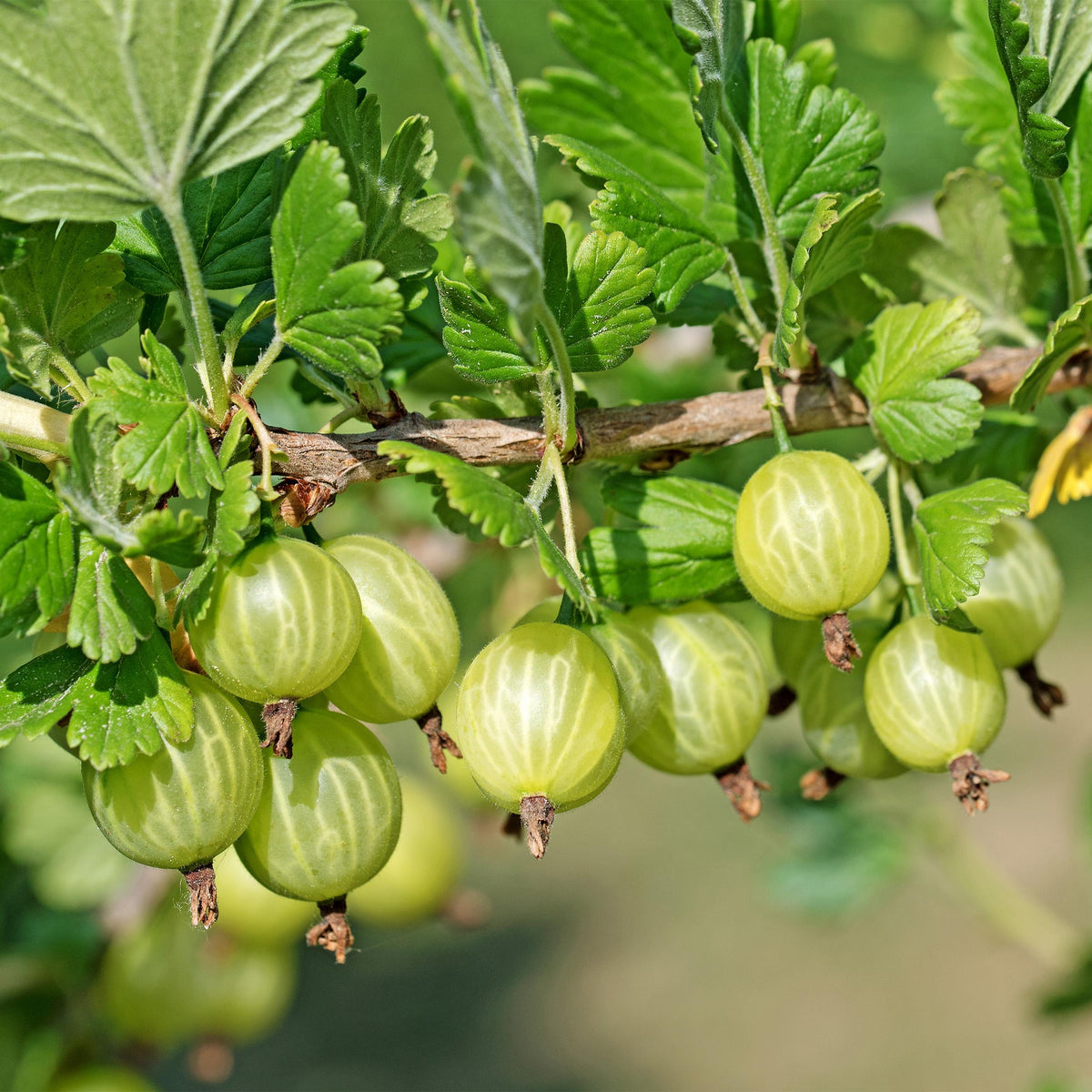 Green boutiQ - Fruitplant - Zwarte bes