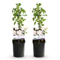Green boutiQ - Klimroos - Rosa New Dawn - Bloem Licht roze - Weinig onderhoud - 2 planten - Pot 11cm Hoogte 40cm