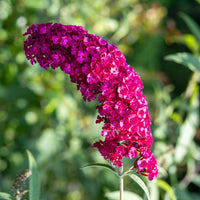 Green boutiQ - Vlinderstruik - Buddleja davidii Royal Red - Bloem Rood - 1 Plant - Bladverliezend - Vlinderlokkend -  Pot 17cm Hoogte 25cm