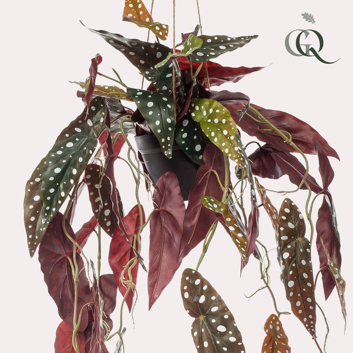 Begonia Maculata - Forellenbegonie - 80 cm - kunstpflanze