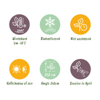 Green boutiQ - Heesters - Cornus sibirica