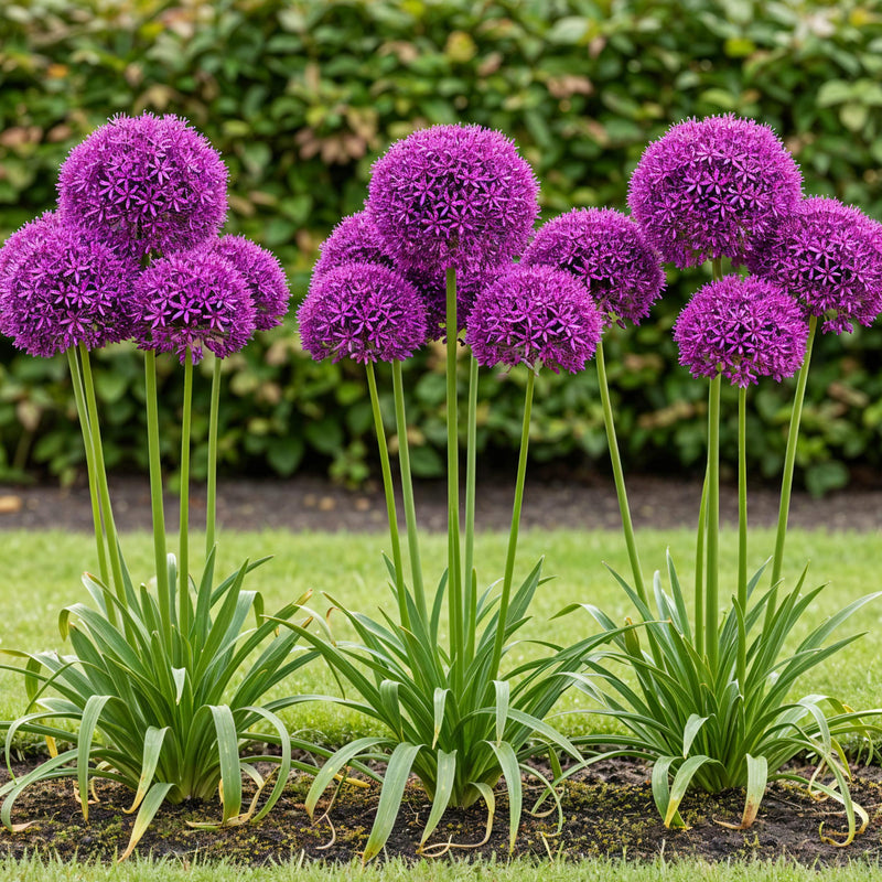 Green boutiQ - Bloembollen - Allium Purple Sensation - Kleur Paars - 15 stuks - Bolmaat 10/12 - XXL Pack