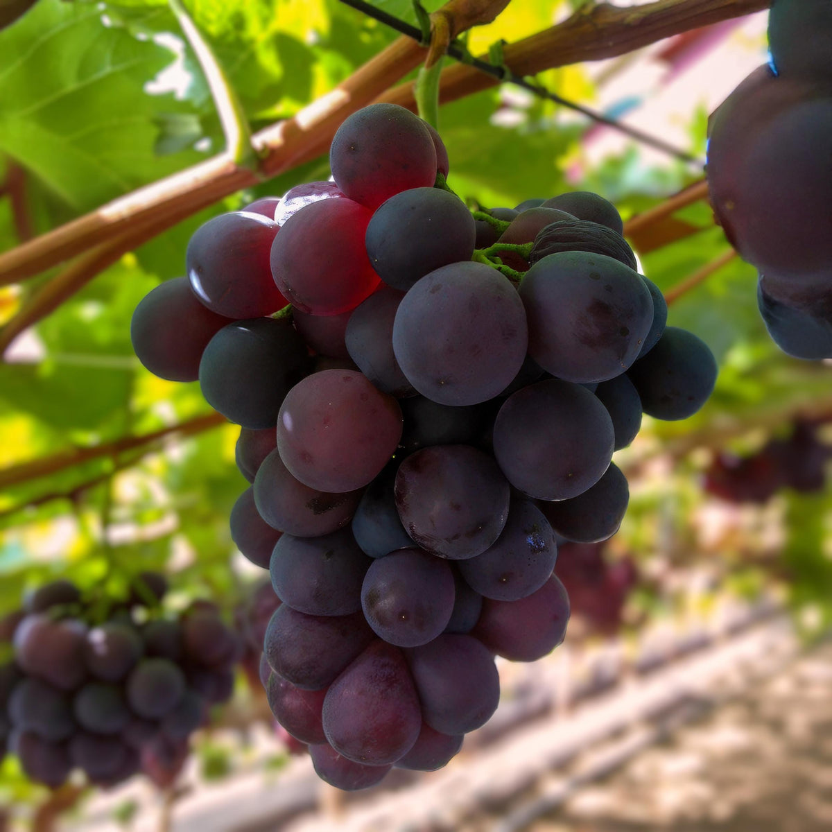 Green boutiQ - Fruitplant - Paarse Druif -  Vitis vinifera Vanessa - Pitloos - 2 planten - Pot 15cm Hoogte 50cm