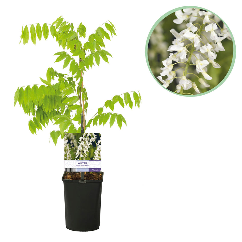 Green boutiQ - Blauwe regen - Wisteria floribunda Alba - Bloem Wit  - 1 plant - Pot 11cm Hoogte 40cm
