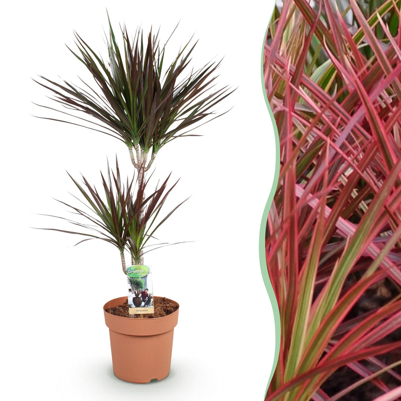 Green BoutiQ - Green is... Kamerplanten - Dracaena Magenta - Drakenbloedboom - Weinig onderhoud - Groen - 1 Plant - Pot 21cm - Hoogte 90-100cm