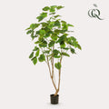 Plante artificielle - Ficus umbellata - Figuier africain - 180 cm