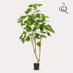 Plante artificielle - Ficus umbellata - Figuier africain - 180 cm