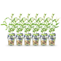 Green boutiQ - Fruitplanten - Blauwe Bes - Vaccinium corymbossum Goldtraube - Winterhard - 6 Planten - Pot 9 cm - Blauwe Bes
