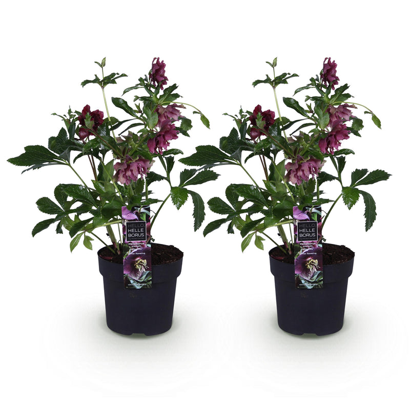 Green boutiQ - Tuinplant - Lenten Rose - Helleborus orientalis Double Ellen Red - Rode Bloem -2 Planten - Groenblijvend - Pot 14cm Hoogte 35cm