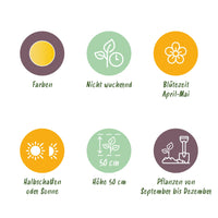Green boutiQ - Bloembollen - Tulp Vendeeglobe - Kleur Geel - 12 stuks - Bolmaat 11/12 - XXL Pack