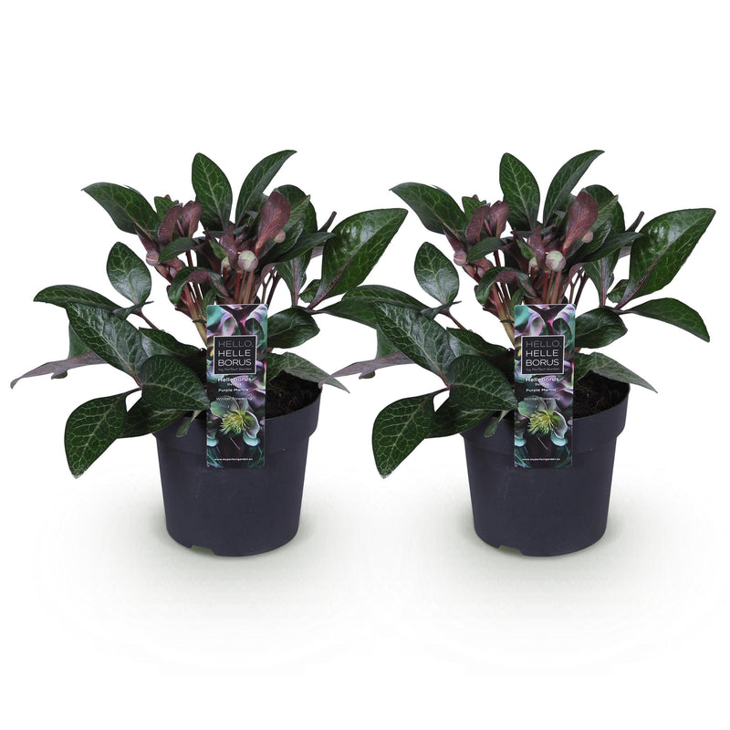 Green boutiQ - Tuinplant - Lenten Rose - Helleborus lividus Purple Marble - Paarse Bloem -2 Planten - Groenblijvend - Pot 14cm Hoogte 35cm