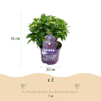 Green boutiQ - Terrasplant - Hortensia - Hydrangea Forever & Ever - Paars - 7-12 Bloemen - Pot 23cm Hoogte 55cm