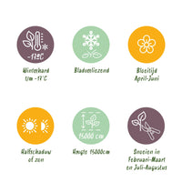 Green boutiQ - Blauwe regen - Wisteria floribunda Prolific - Bloem Blauw  - 1 plant - Pot 11cm Hoogte 40cm