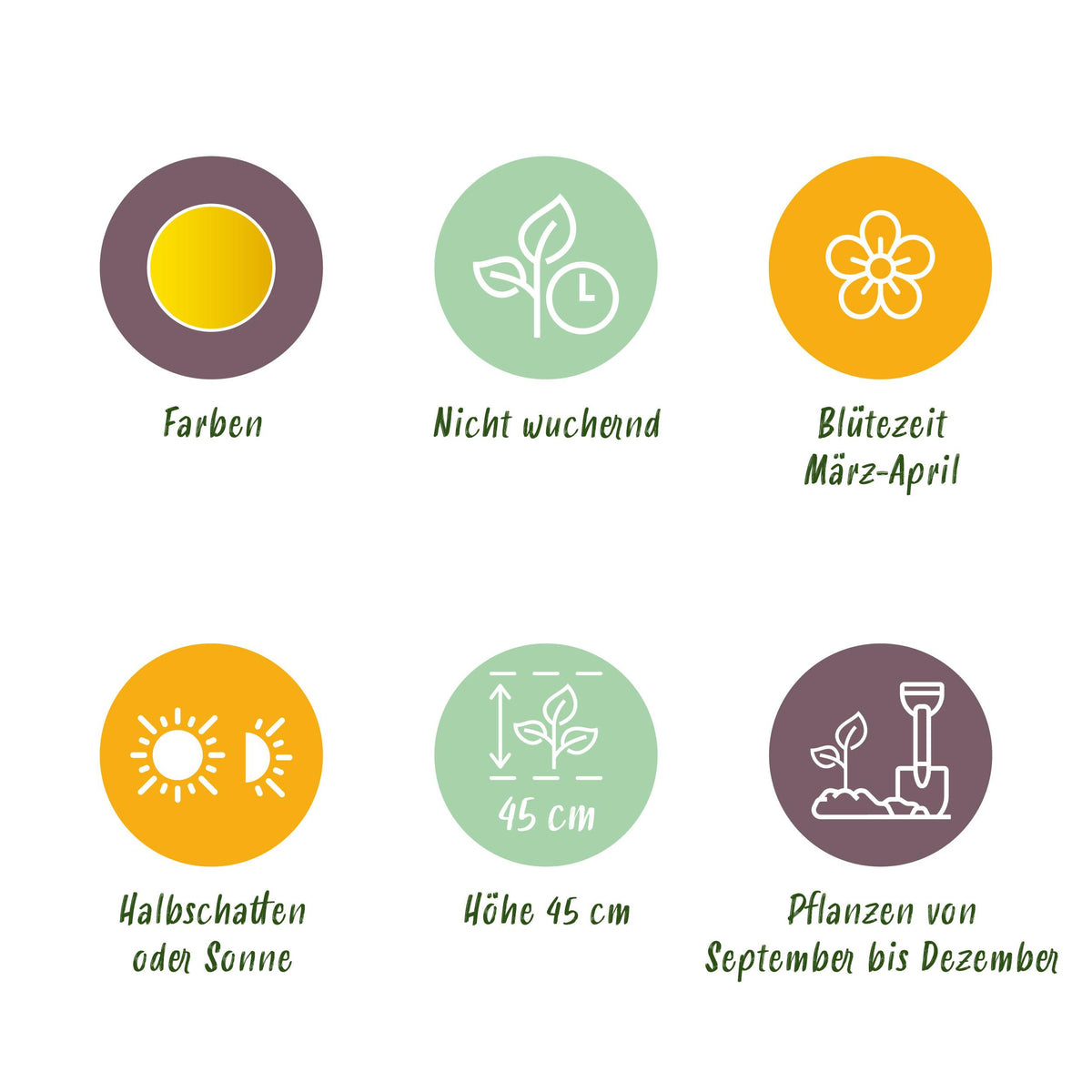 Green boutiQ - Bloembollen - Narcis Carlton - Kleur Geel - 15 stuks - Bolmaat 12/14 - XXL Pack