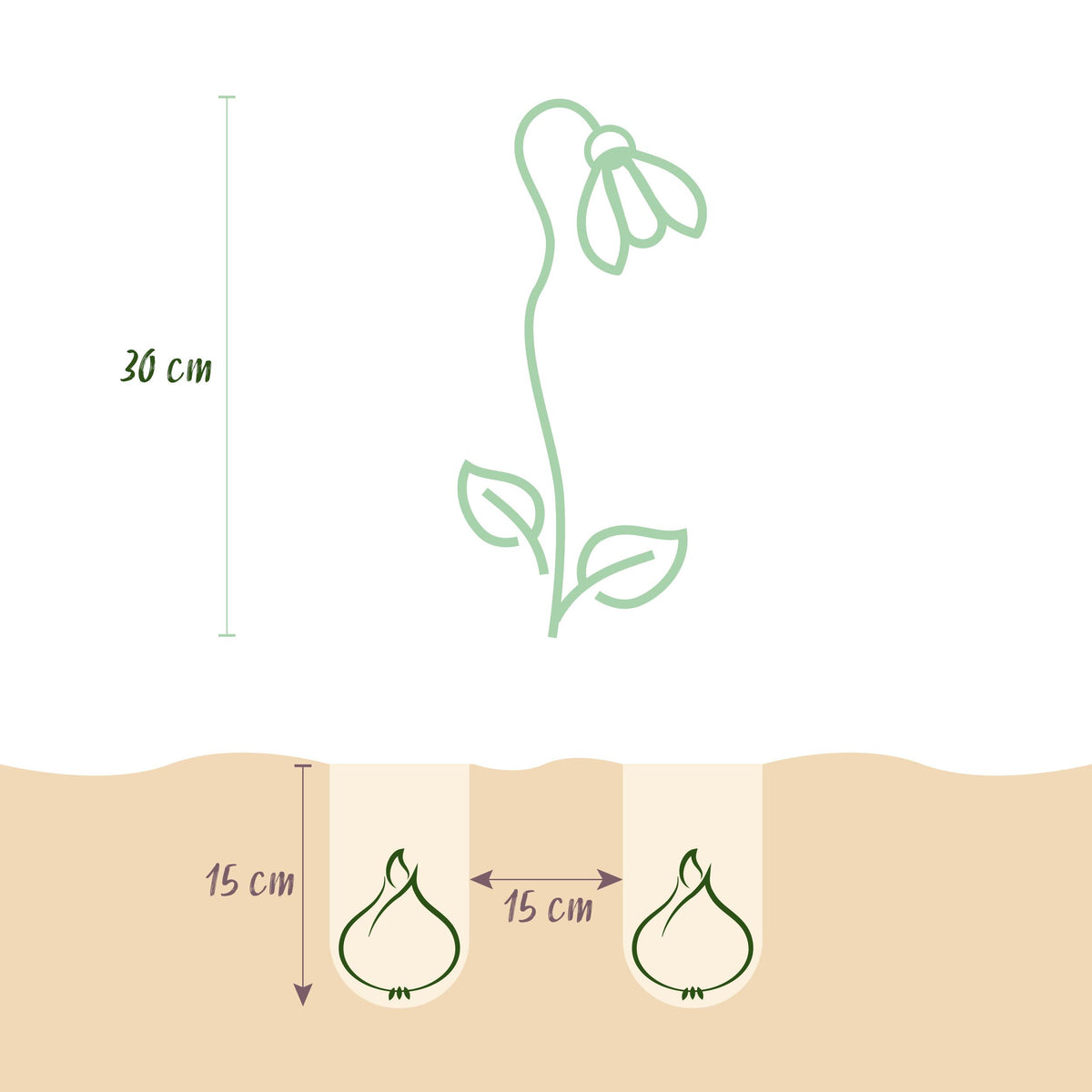 Green boutiQ - Bloembollen - Leucojum Aestivum - Kleur Wit - 20 stuks - Bolmaat 8/9 - XXL Pack
