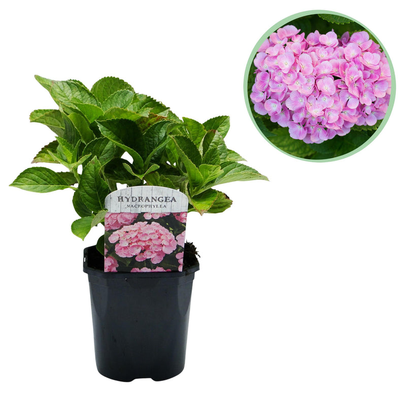 Green boutiQ - Hortensia - Hydrangea macrophylla Pink - Bloem Roze - 1 Plant -  Bladverliezend - Weinig Onderhoud - Pot 17cm Hoogte 30cm