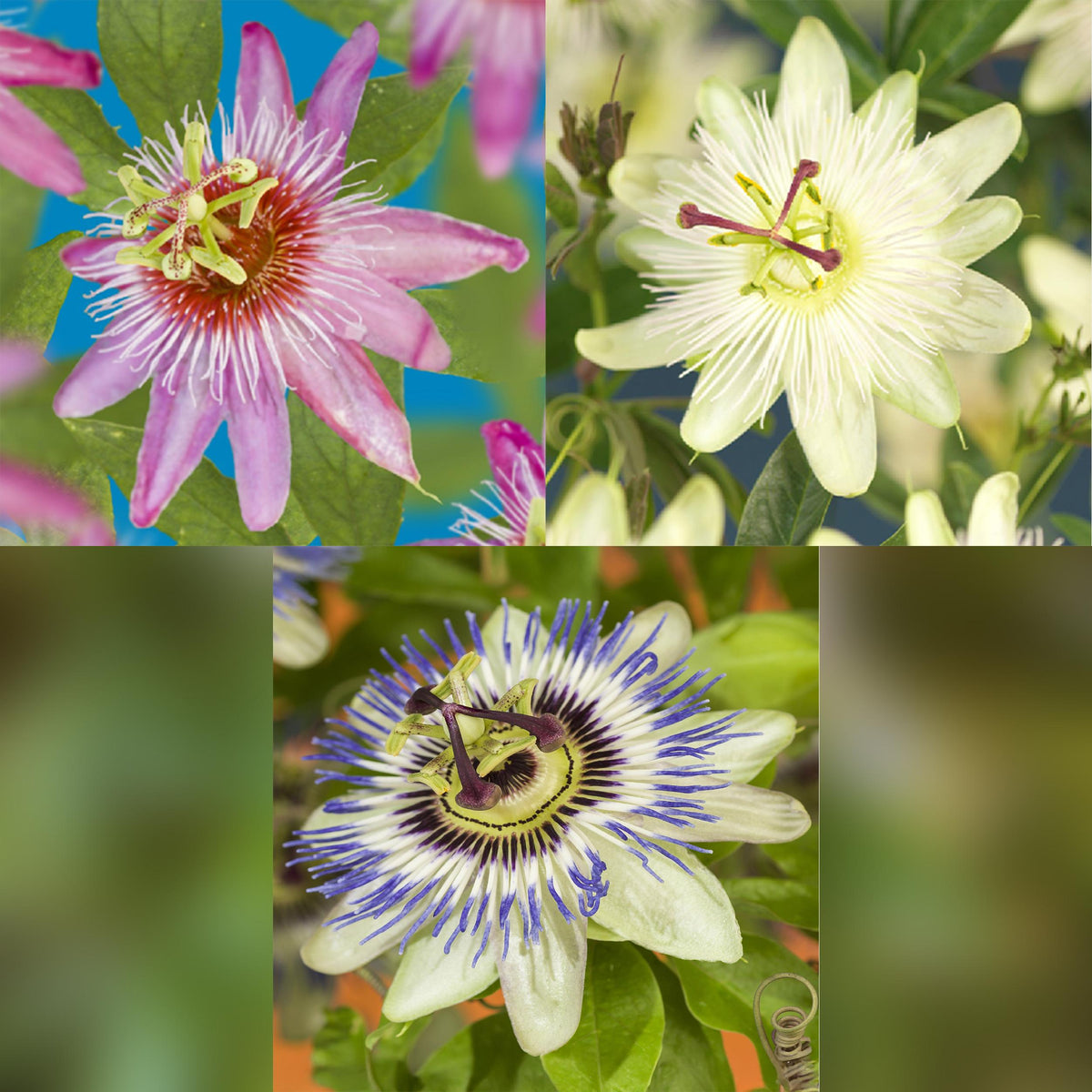Green boutiQ - Passiebloem - Passiflora Tricolour  - Bloem Roze Wit Paars - Weinig onderhoud - 3 planten - Pot 11cm Hoogte 40cm