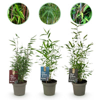 Green boutiQ - Bamboe - Fargesia dragon Tricolour - Zwart, Rood, Blauw  - 3 Planten - Bladhoudend - Niet Woekerend- Pot 14cm Hoogte 35cm