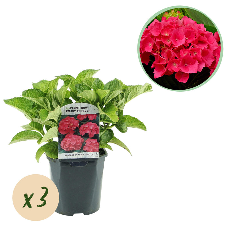Green boutiQ - Hortensia - Hydrangea macrophylla Red - Bloem Rood - 3 Planten - 1 m2 - Bladverliezend - Weinig Onderhoud - Pot 17cm Hoogte 30cm
