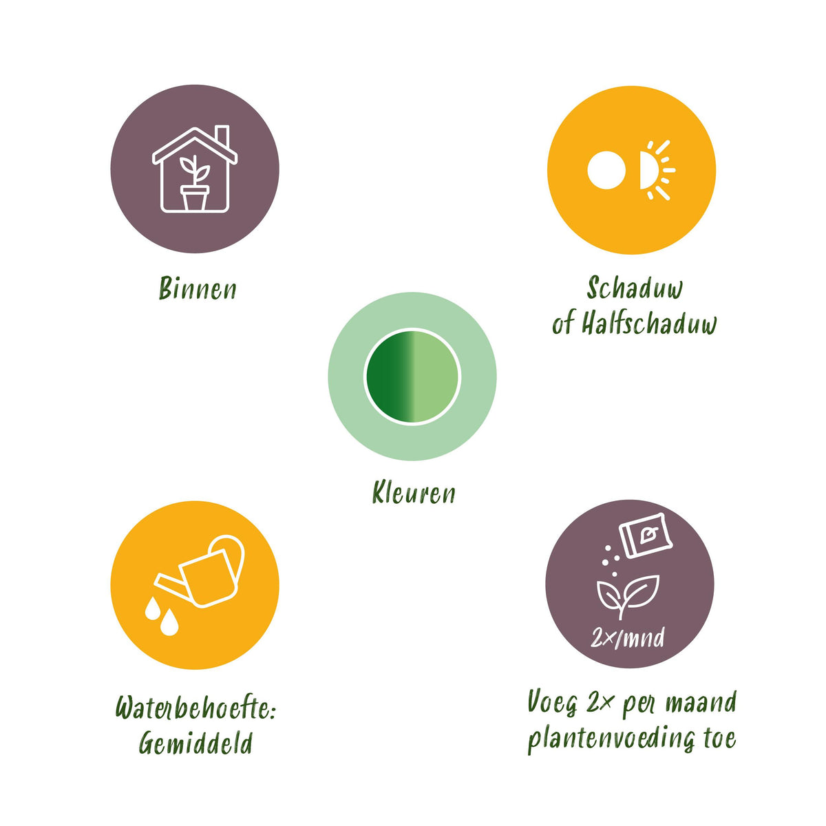 Green BoutiQ - Green is... Kamerplanten - Diefenbachia Camilla - Dieffenbachia - Weinig onderhoud - met mand - Groen - 2 Planten - Pot 17cm - Hoogte 45-50cm